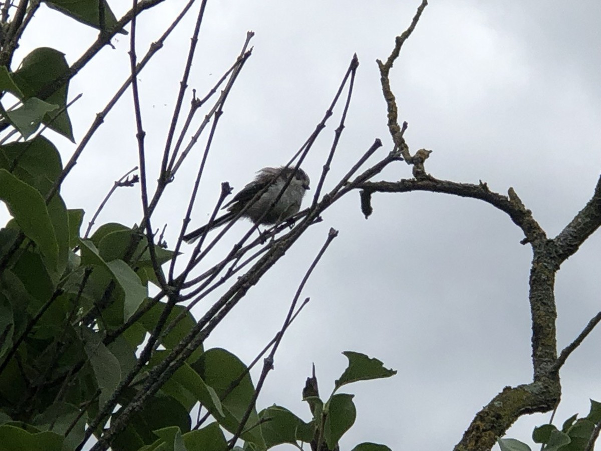 Long-tailed Tit - ML620690423