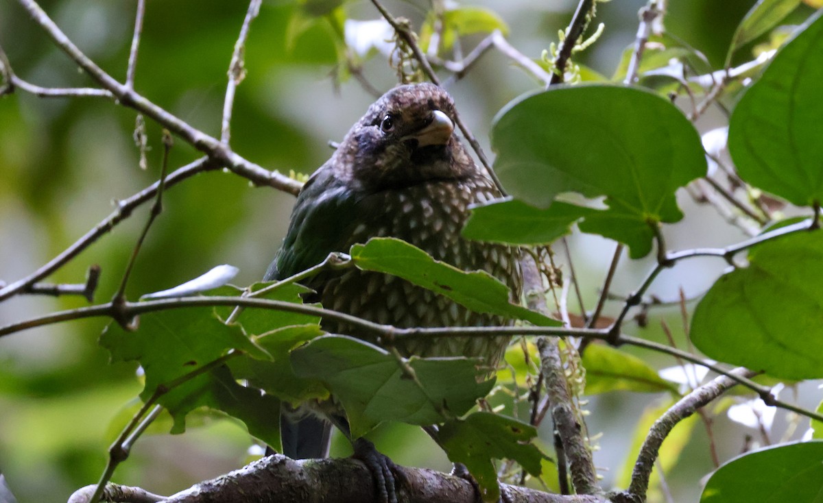 Spotted Catbird - Sonia Boughton