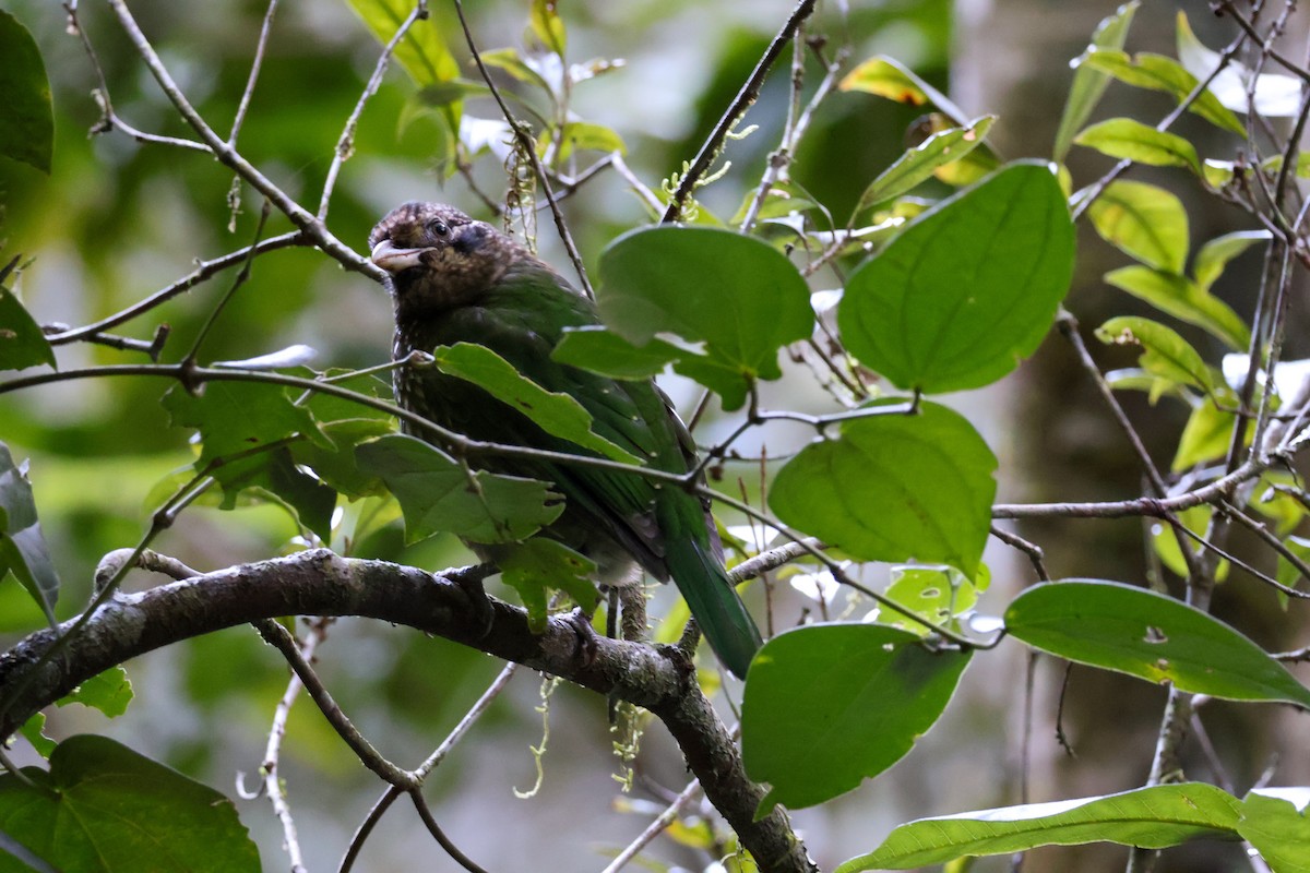 Spotted Catbird - Sonia Boughton