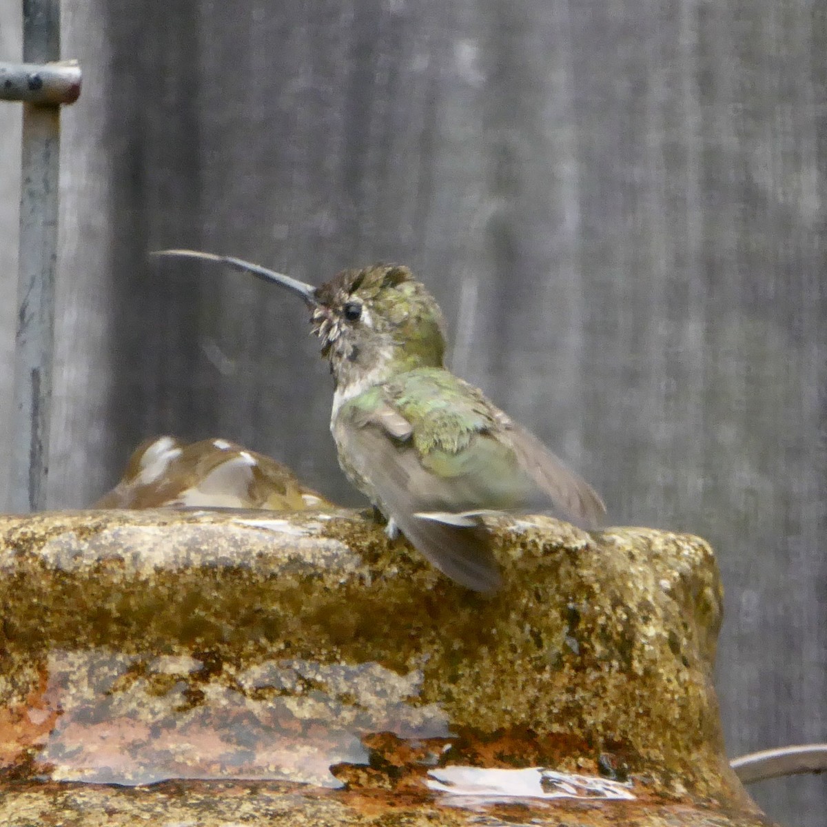 Anna's Hummingbird - ML620690432