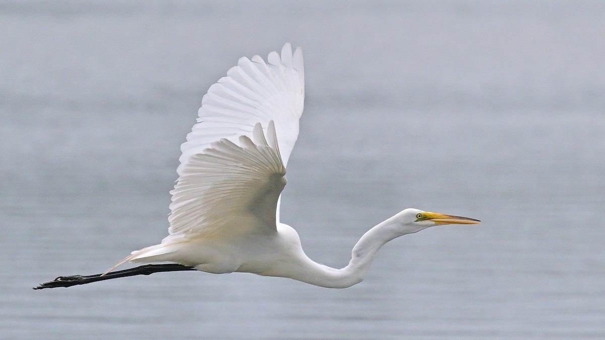 Great Egret - ML620690433