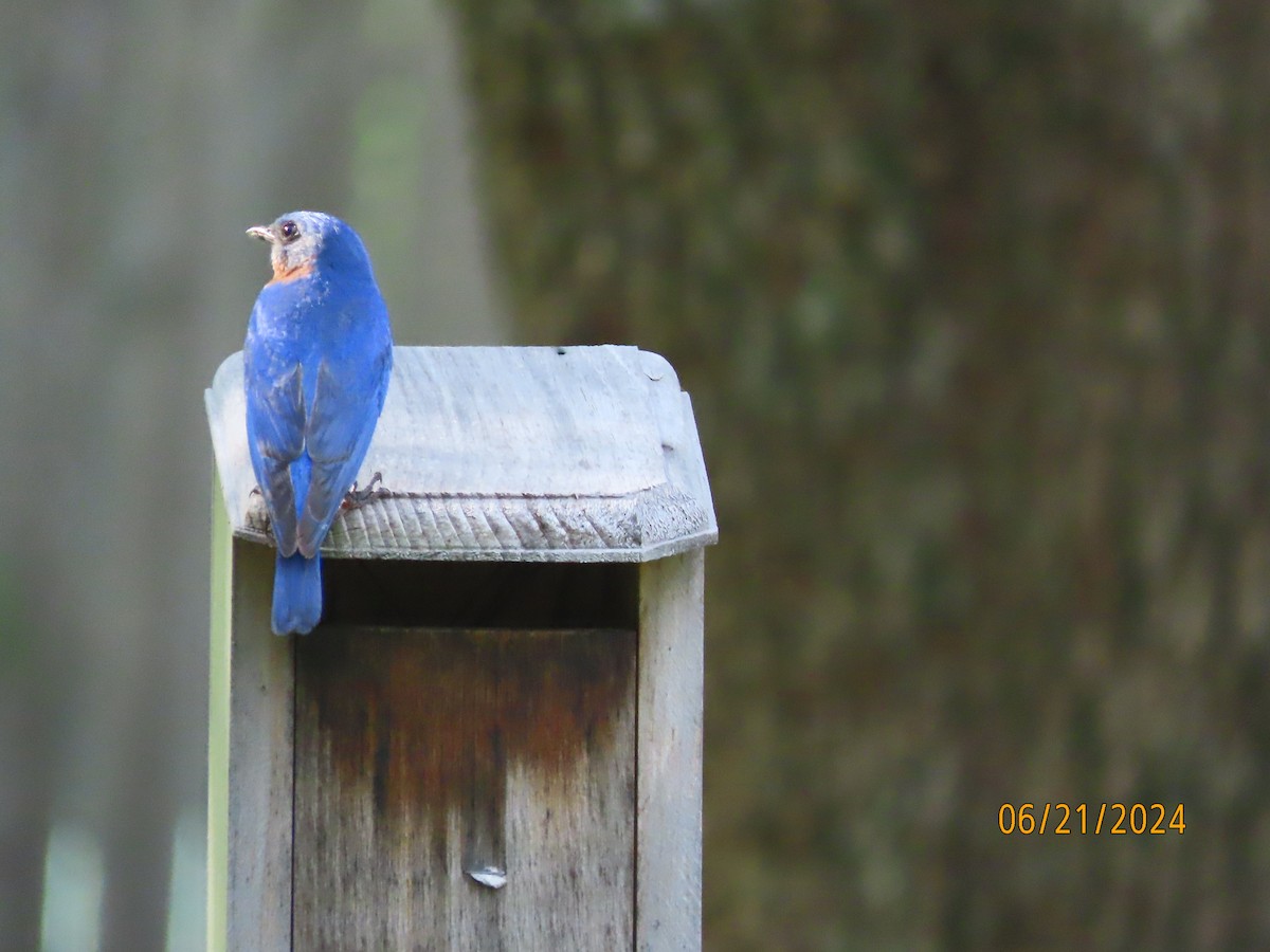 Eastern Bluebird - ML620690435