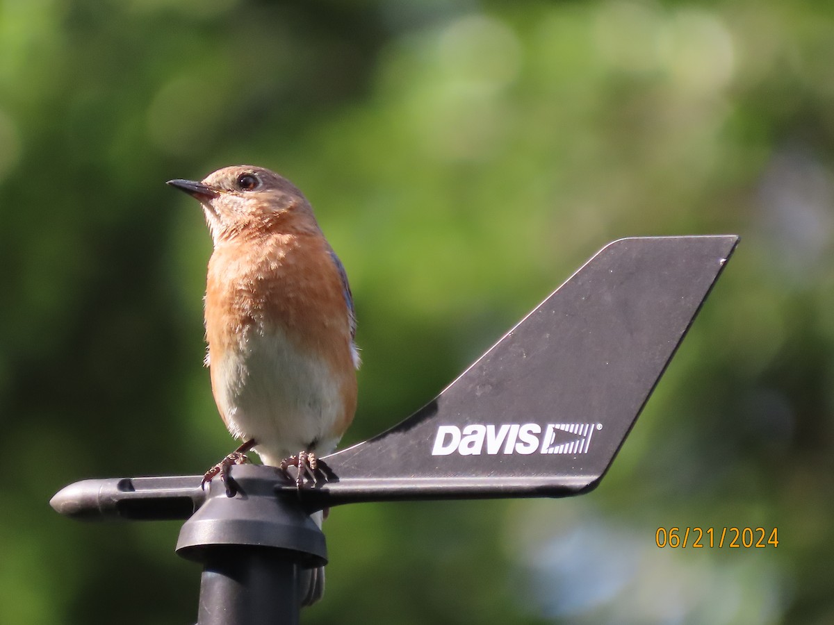 Eastern Bluebird - ML620690436