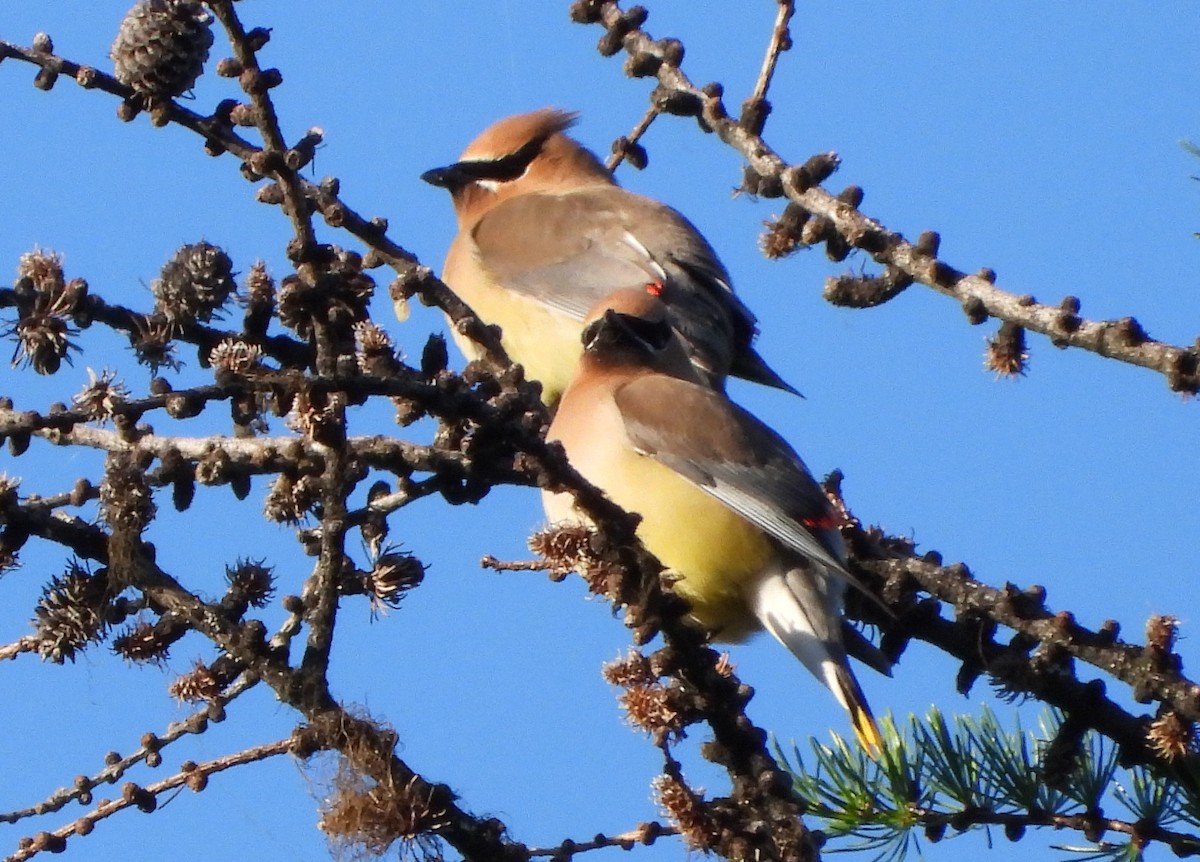 Cedar Waxwing - ML620690438