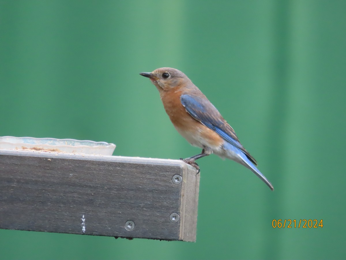 Eastern Bluebird - ML620690441