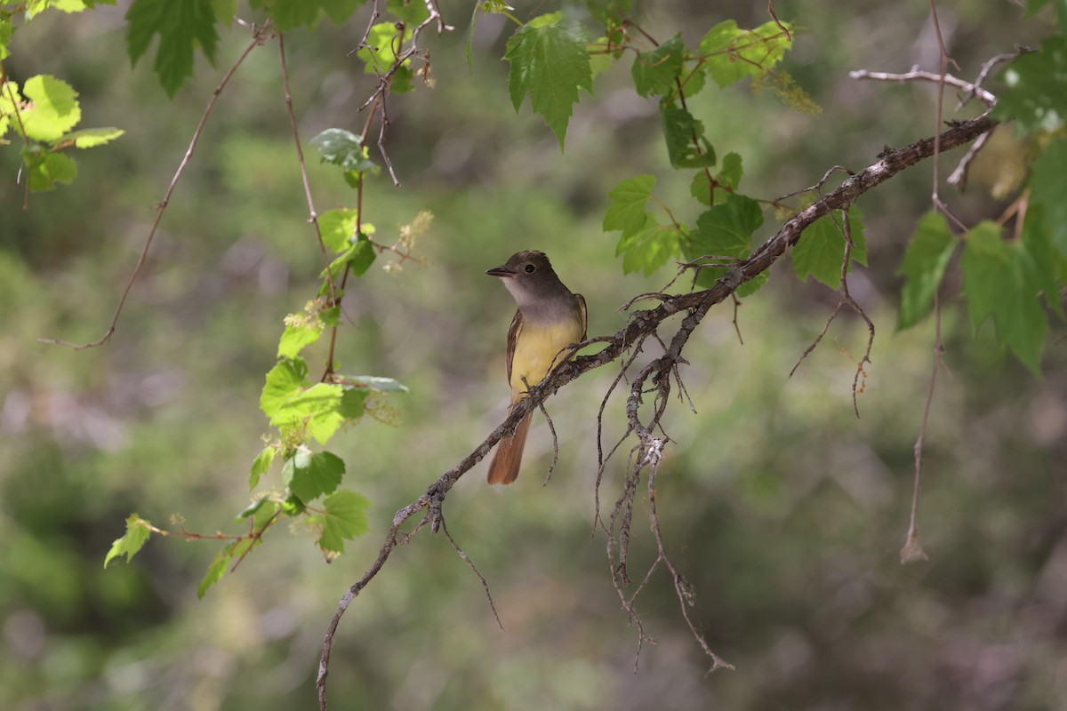 Great Crested Flycatcher - ML620690443