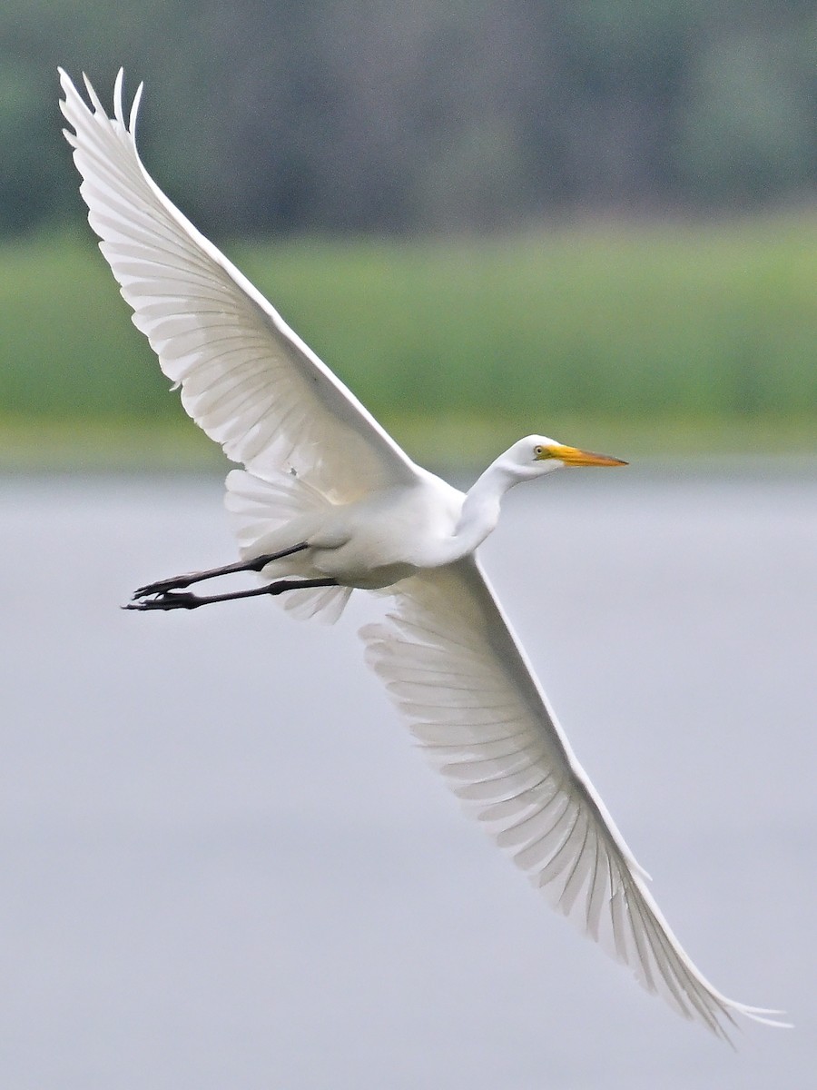 Great Egret - ML620690446