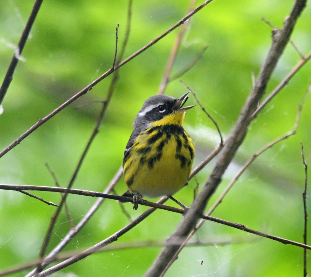 Magnolia Warbler - ML620690449