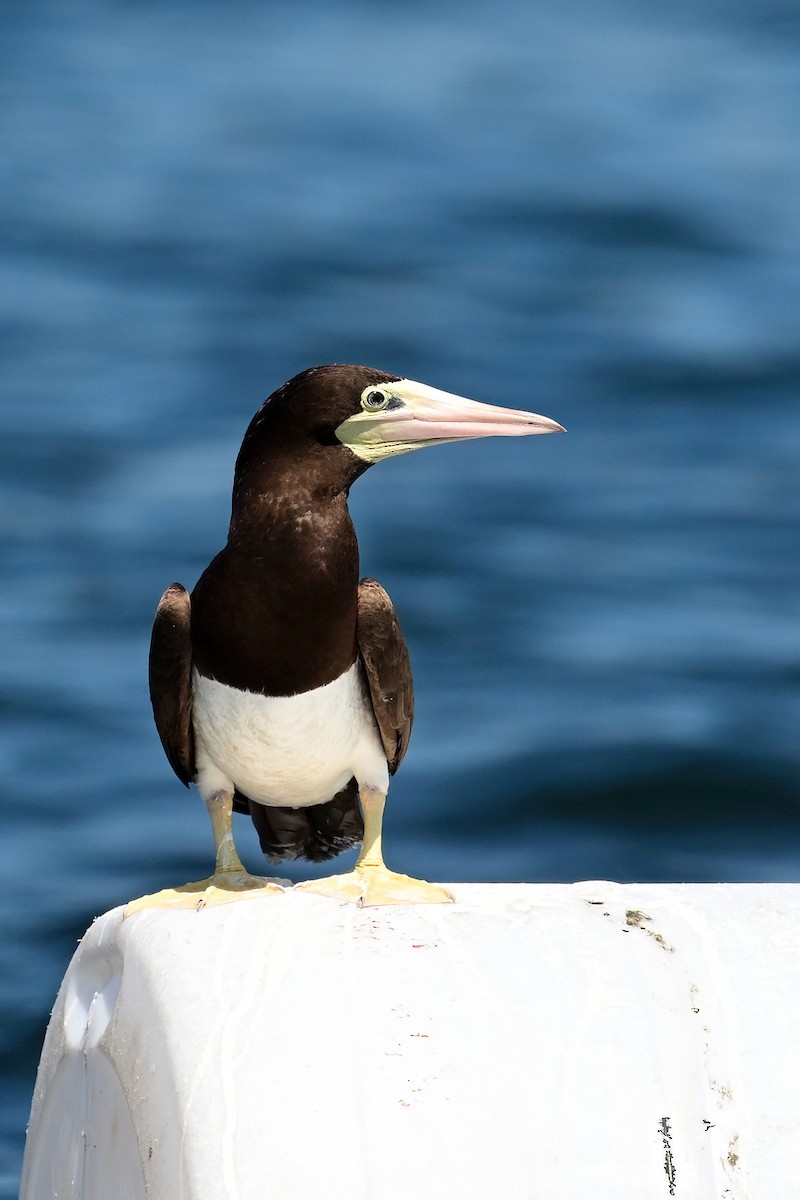 Brown Booby - ML620690450