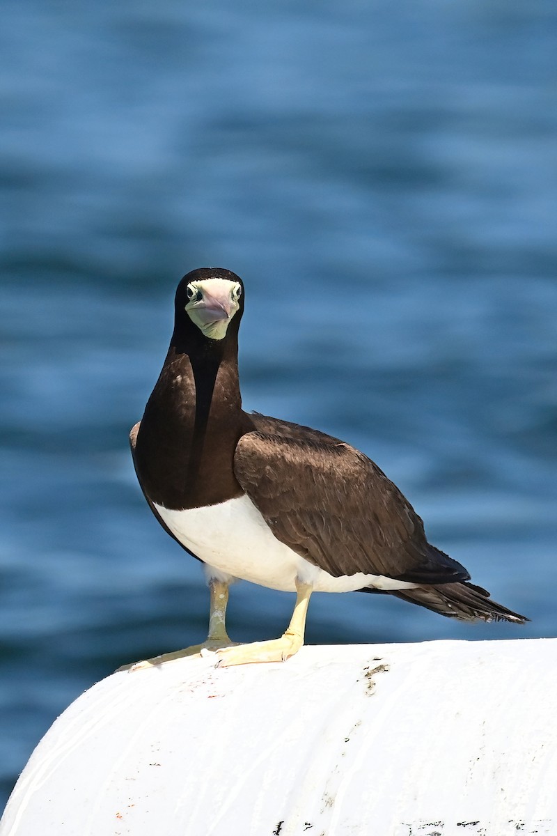 Brown Booby - ML620690451