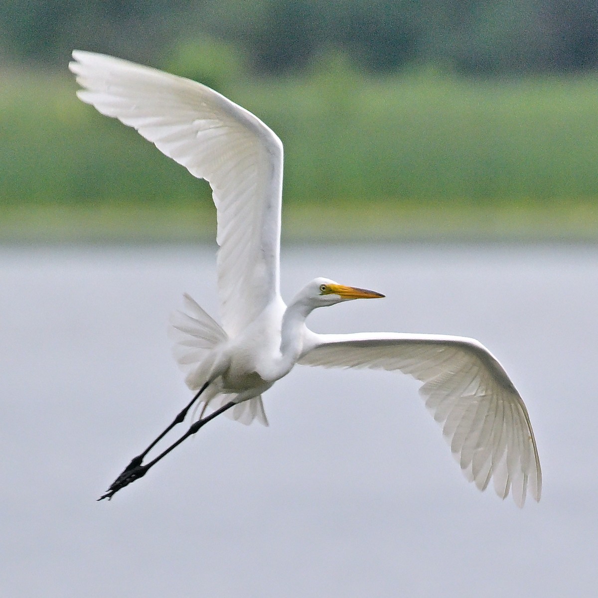 Great Egret - ML620690454