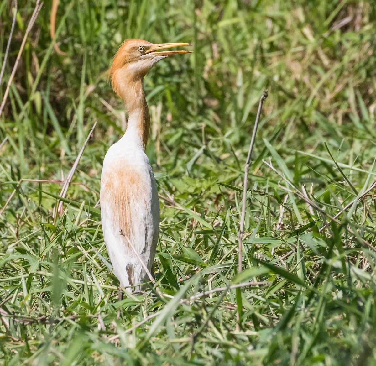 Eastern Cattle Egret - ML620690456