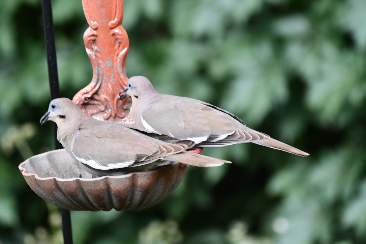 White-winged Dove - ML620690460