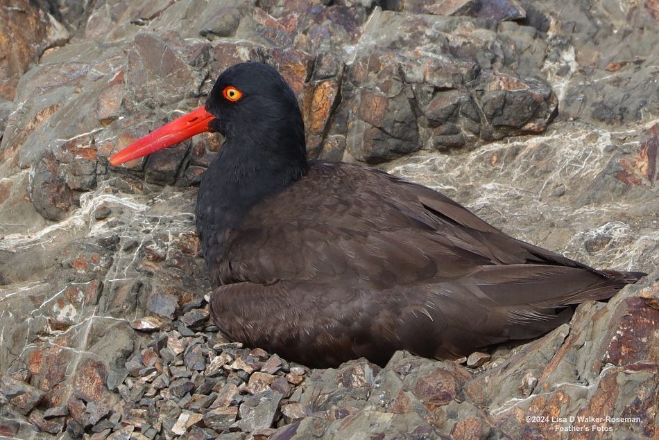 Black Oystercatcher - ML620690464