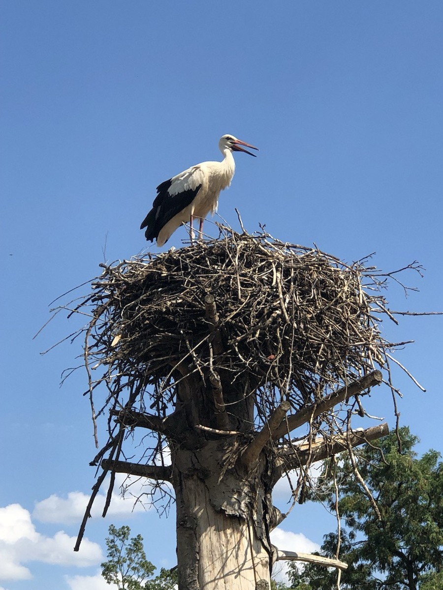 White Stork - ML620690470