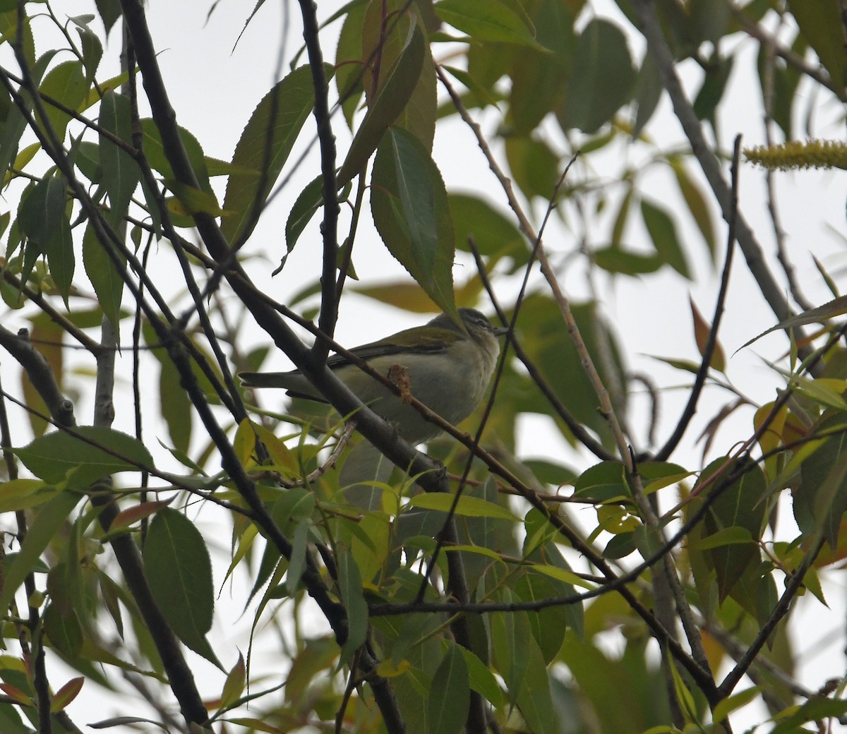 Nashville Warbler - ML620690472