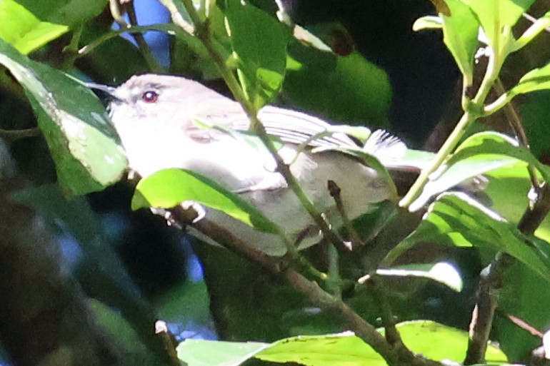 Fairy Gerygone - ML620690474