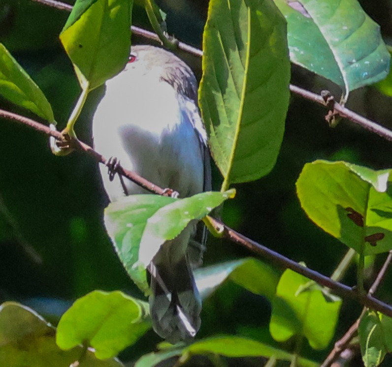 Fairy Gerygone - ML620690477