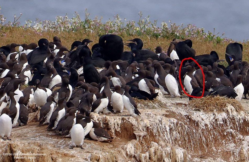 Common Murre - Lisa Walker-Roseman