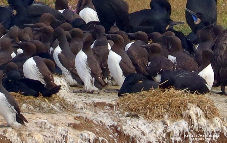 Common Murre - ML620690486