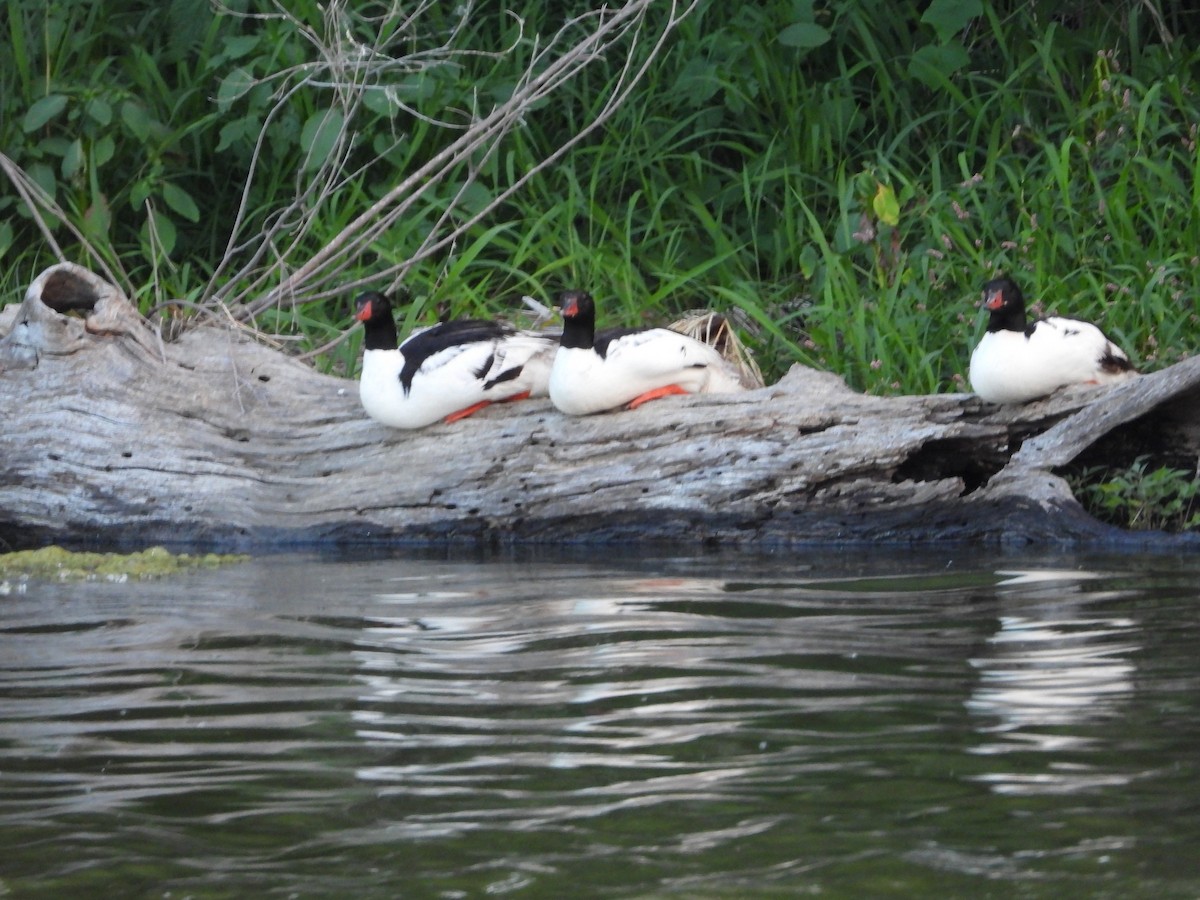 Common Merganser - Jeff Percell