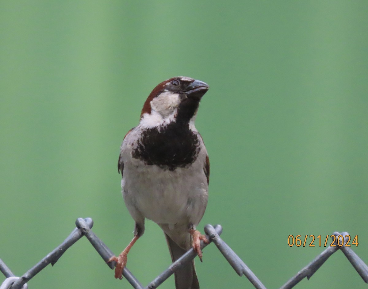 Moineau domestique - ML620690489