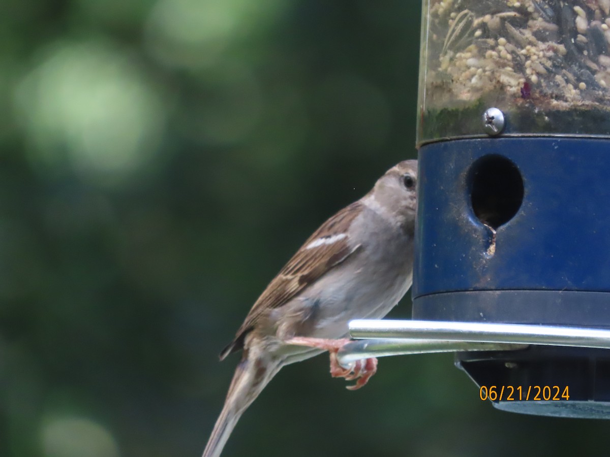 House Sparrow - ML620690490