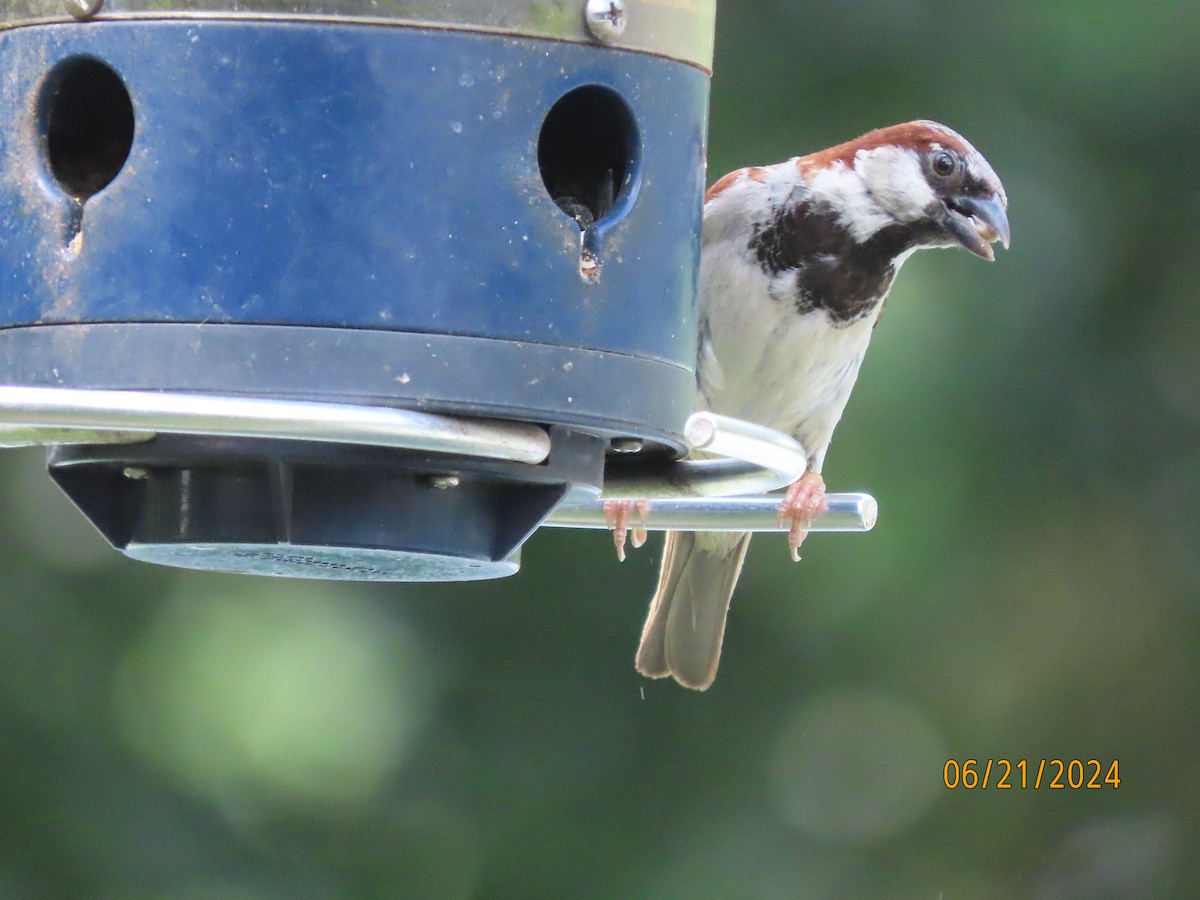 House Sparrow - ML620690491