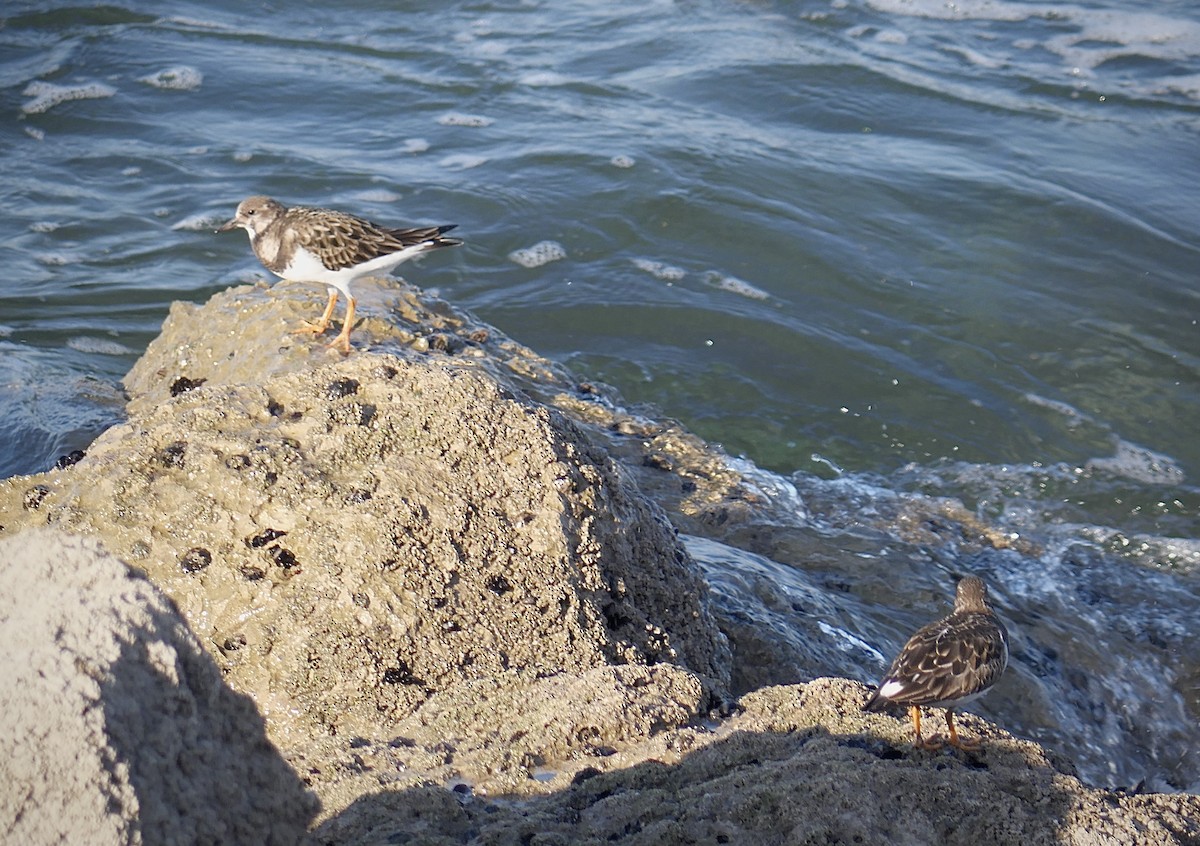 Bécasseau sanderling - ML620690492