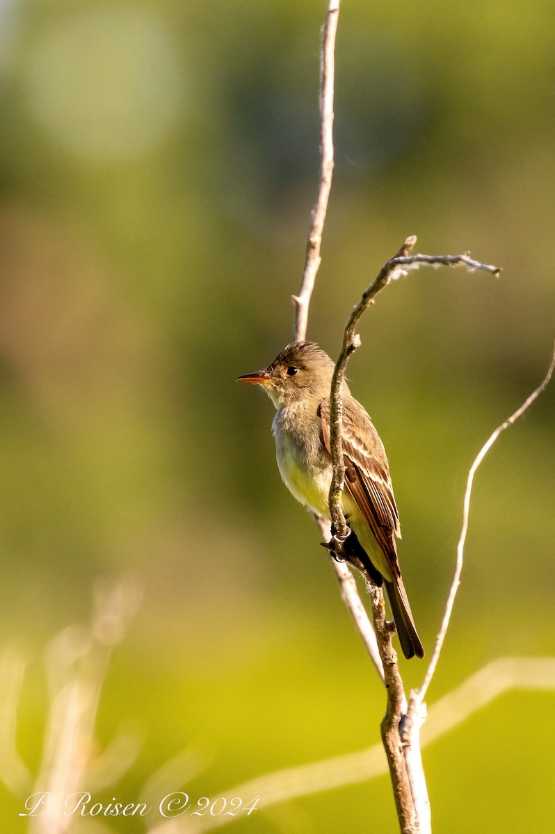 Willow Flycatcher - ML620690496