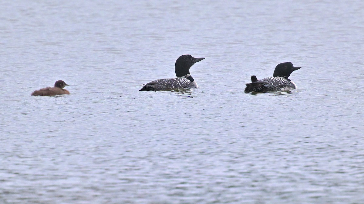 Common Loon - ML620690497