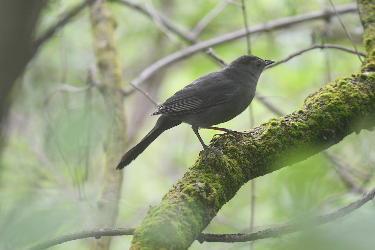 Gray Catbird - Brian Johnson