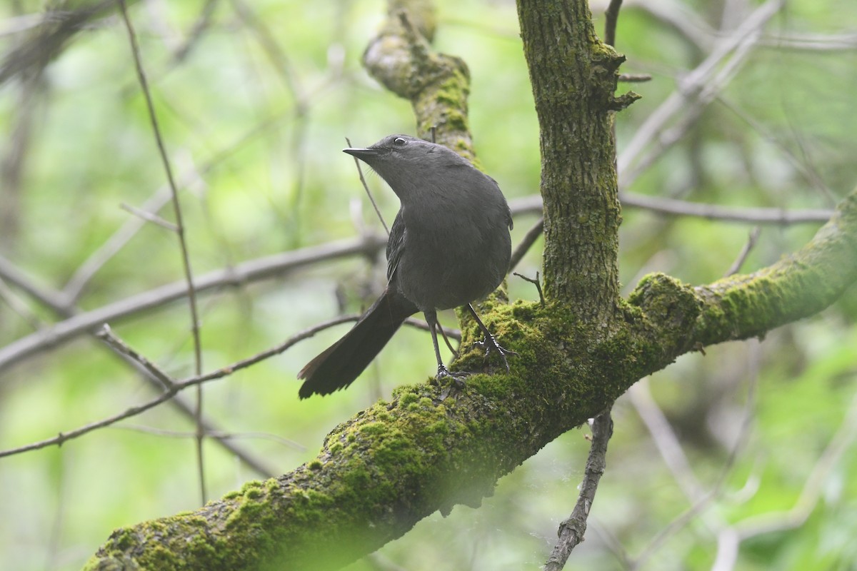 Gray Catbird - ML620690500