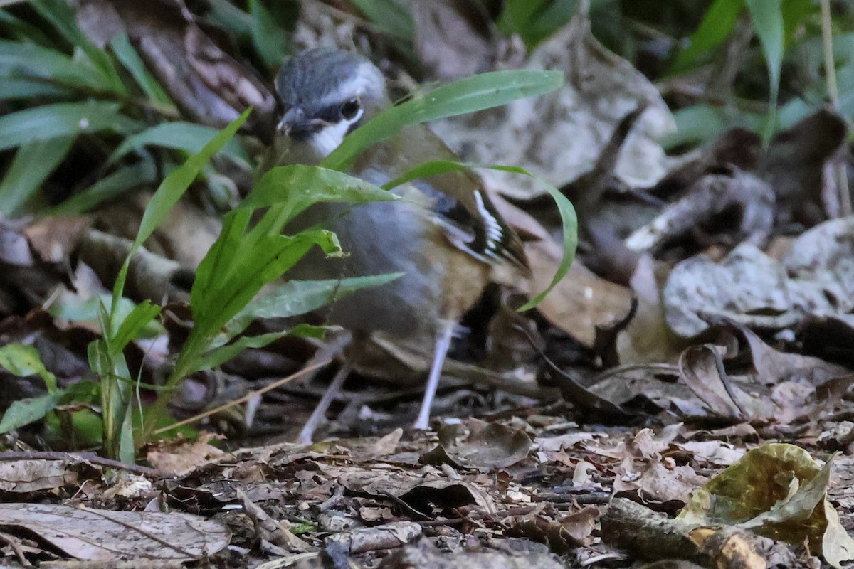 Gray-headed Robin - ML620690508