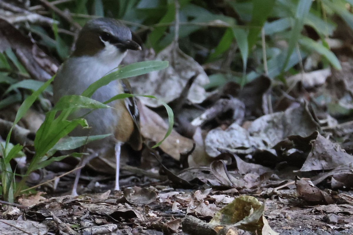 Gray-headed Robin - ML620690510