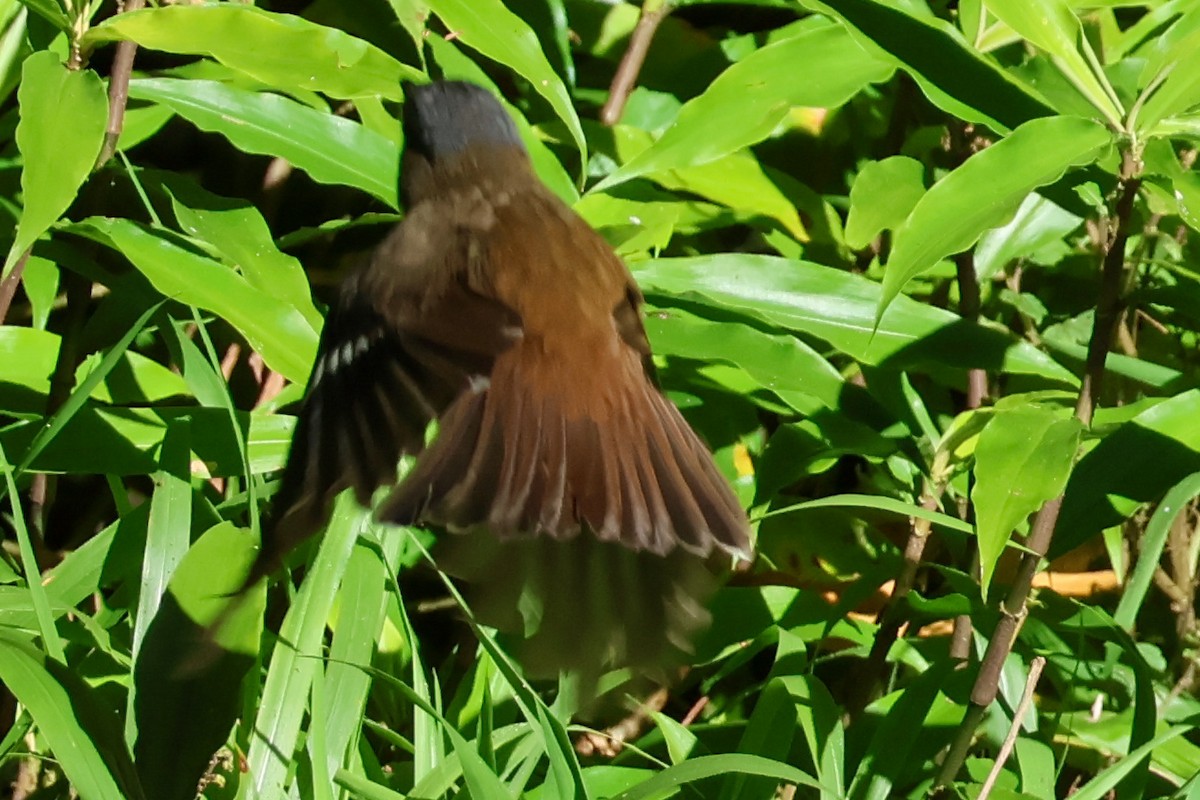 Gray-headed Robin - ML620690511