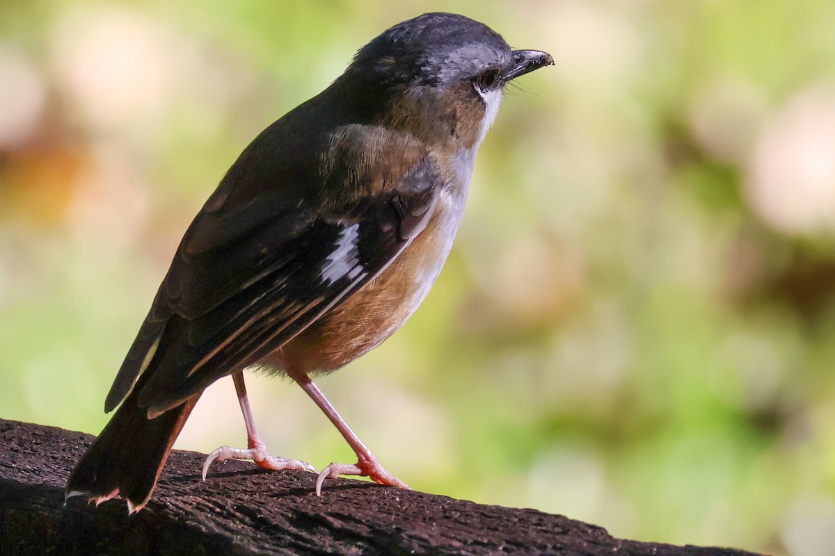 Gray-headed Robin - ML620690513