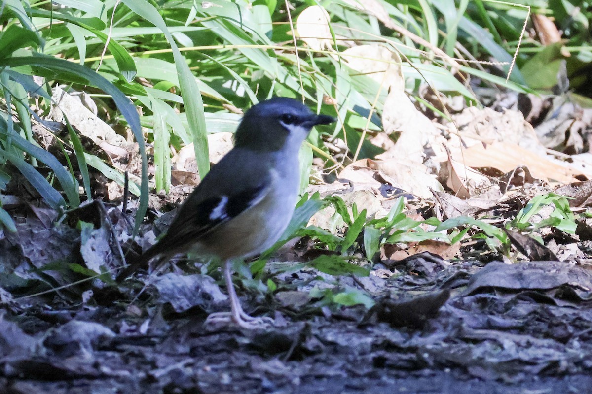 Gray-headed Robin - ML620690514