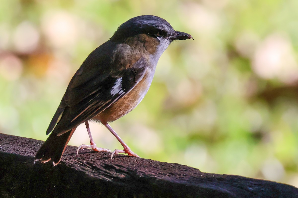 Gray-headed Robin - ML620690515