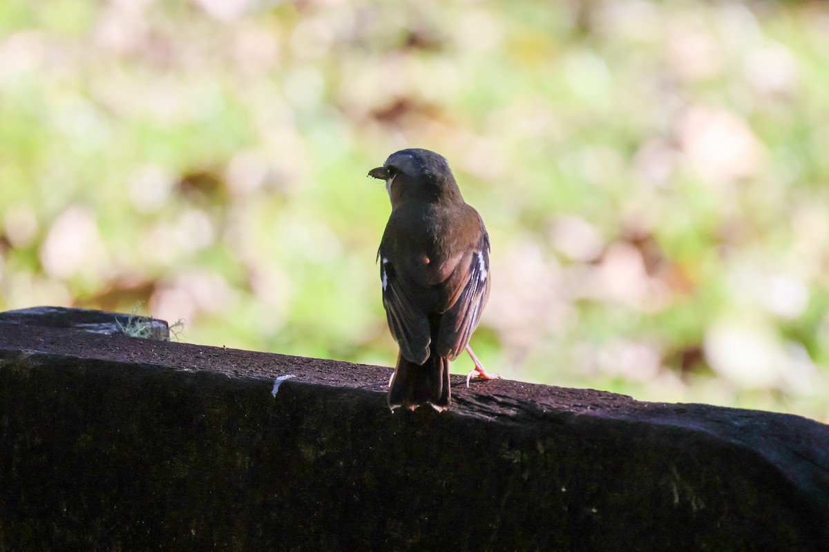 Gray-headed Robin - ML620690518