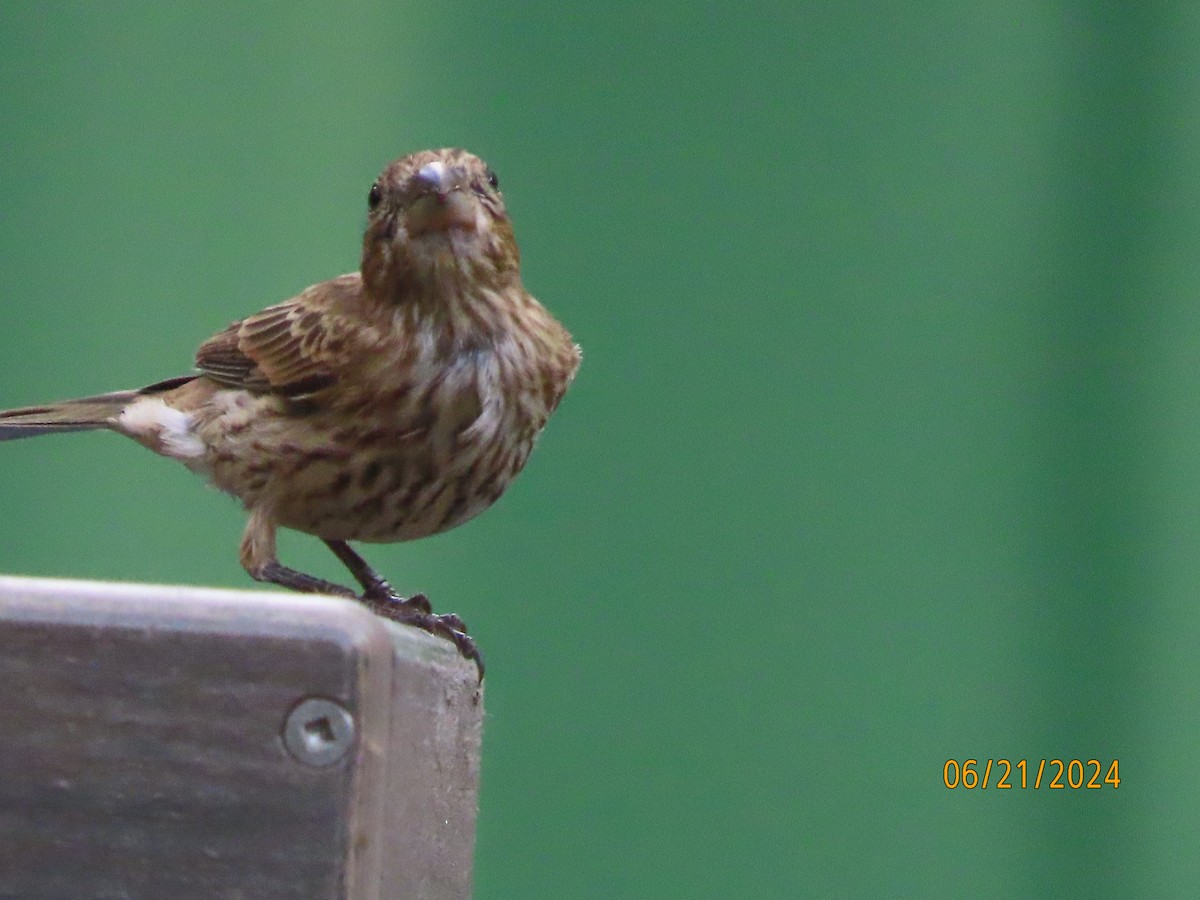 House Finch - ML620690519