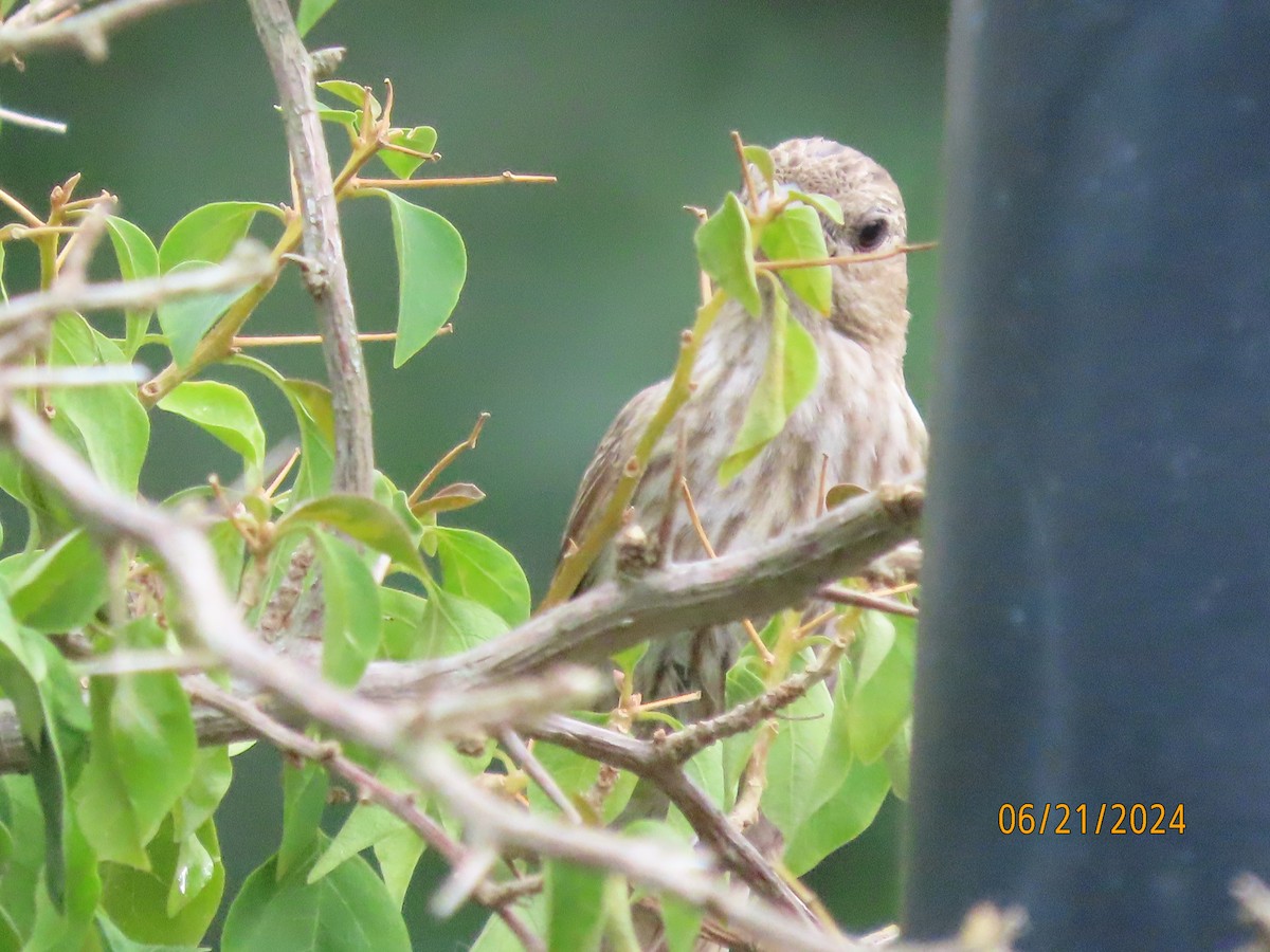 House Finch - ML620690520