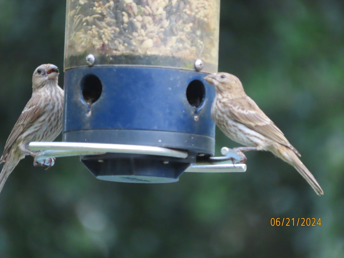 House Finch - ML620690521