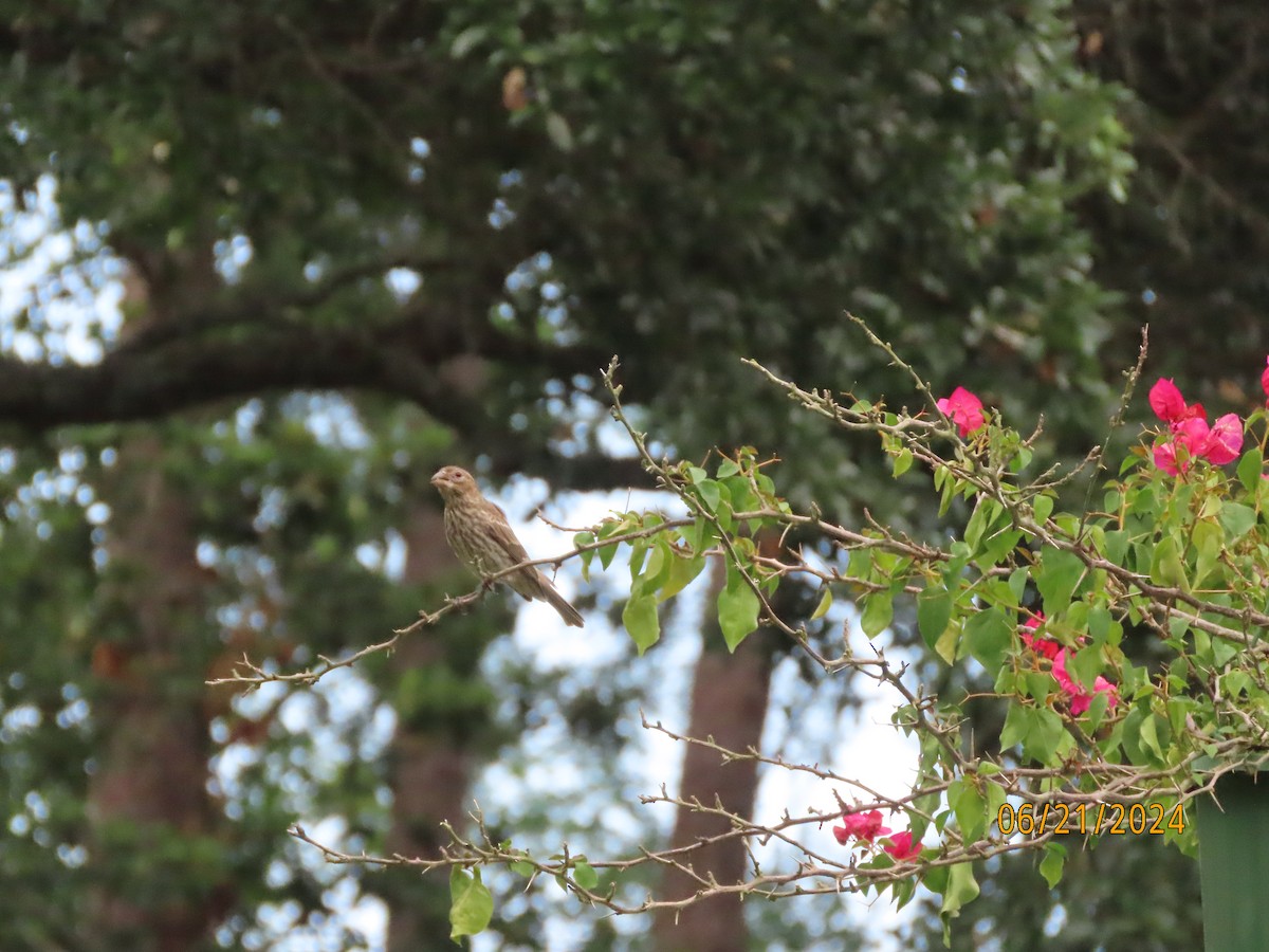 House Finch - ML620690522