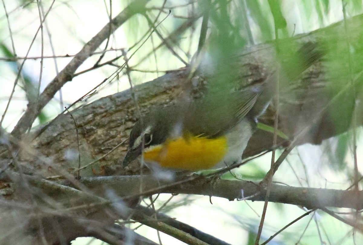 Yellow-breasted Chat - ML620690523