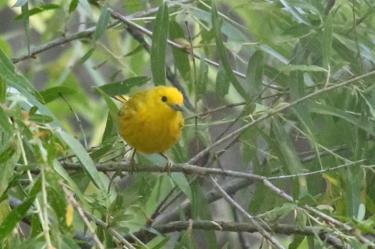 Yellow Warbler - Greg Gillson