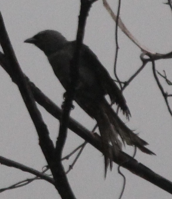 drongo kouřový - ML620690536