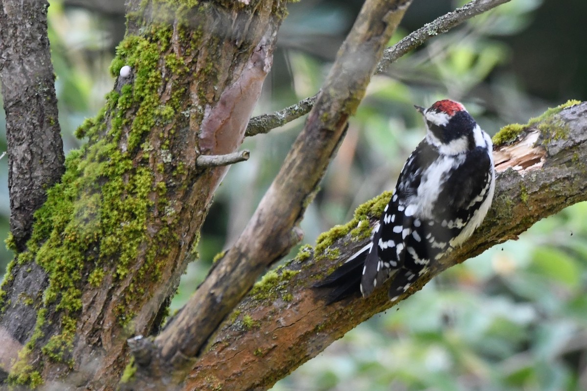 Downy Woodpecker - ML620690549