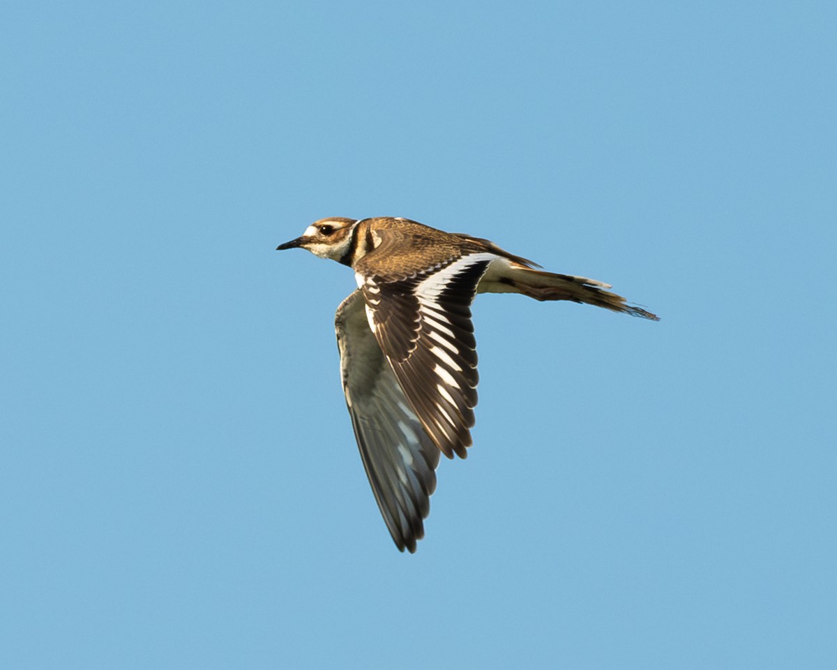 Killdeer - ML620690553