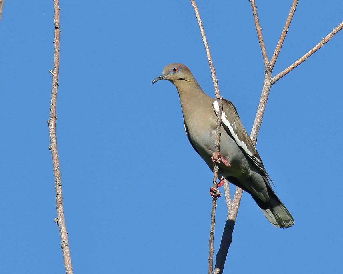 White-winged Dove - ML620690556